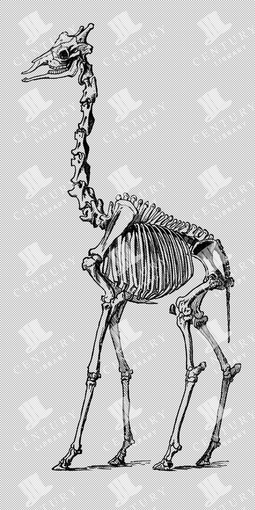 Vintage Illustration Of Giraffe Skeleton With Long Neck As Transparent Png