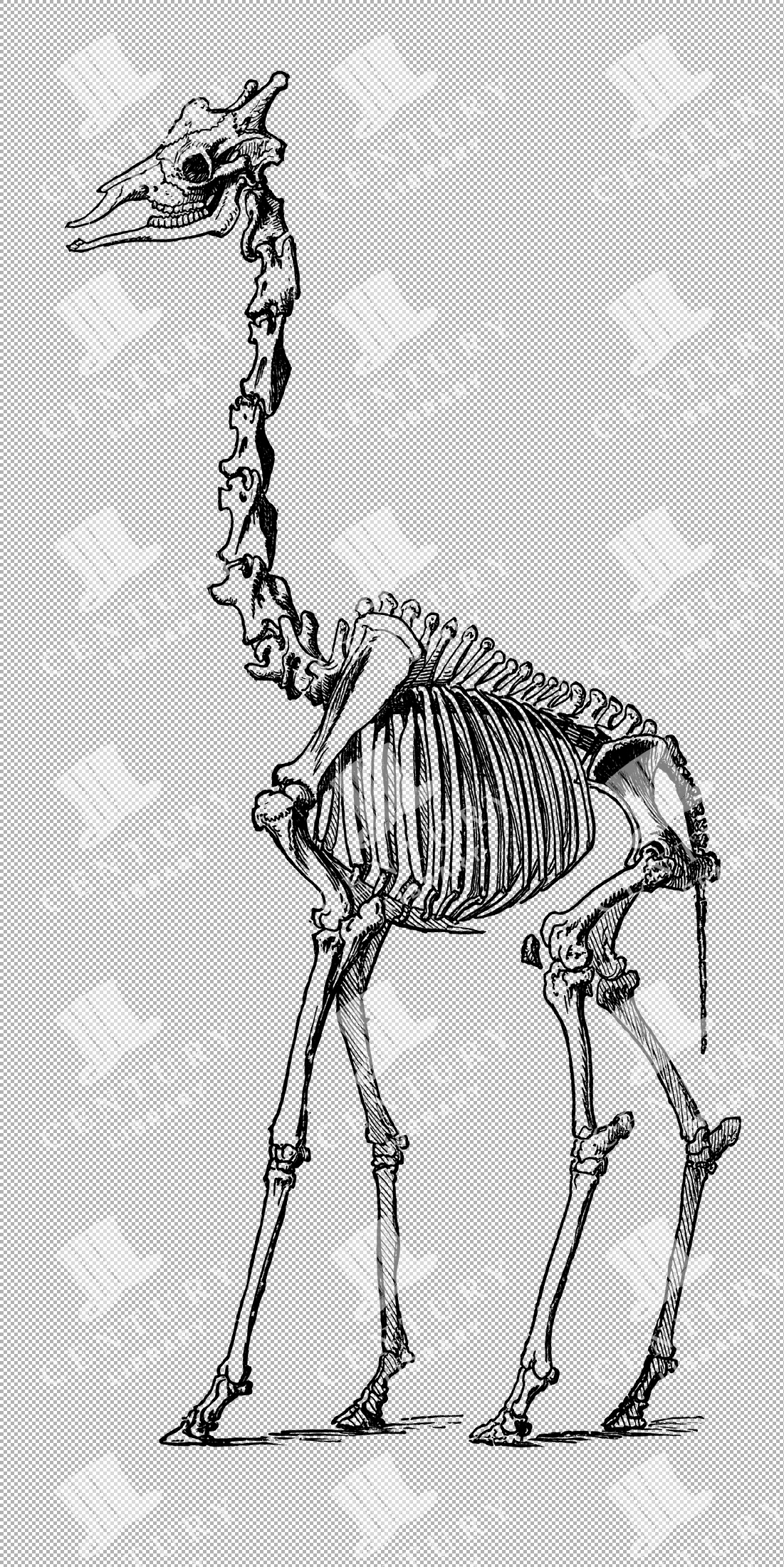 Vintage Illustration Of Giraffe Skeleton With Long Neck As Transparent Png