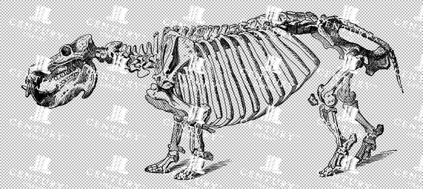 Vintage Illustration Of Hippopotamus Skeleton With Massive Frame As Transparent Png