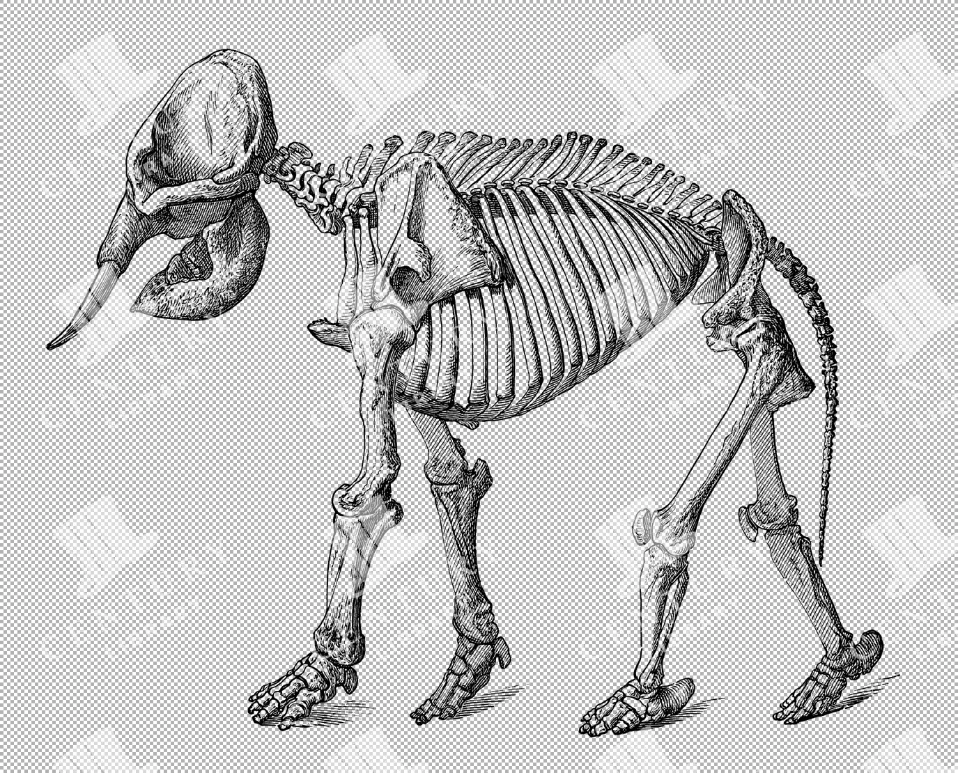 Walrus and Mustelid Study Plate with Skeletal Anatomy – German