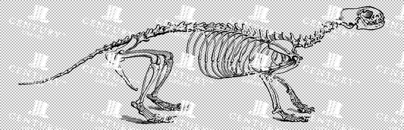 Vintage Illustration Of Polecat Skeleton With Slender Build As Transparent Png
