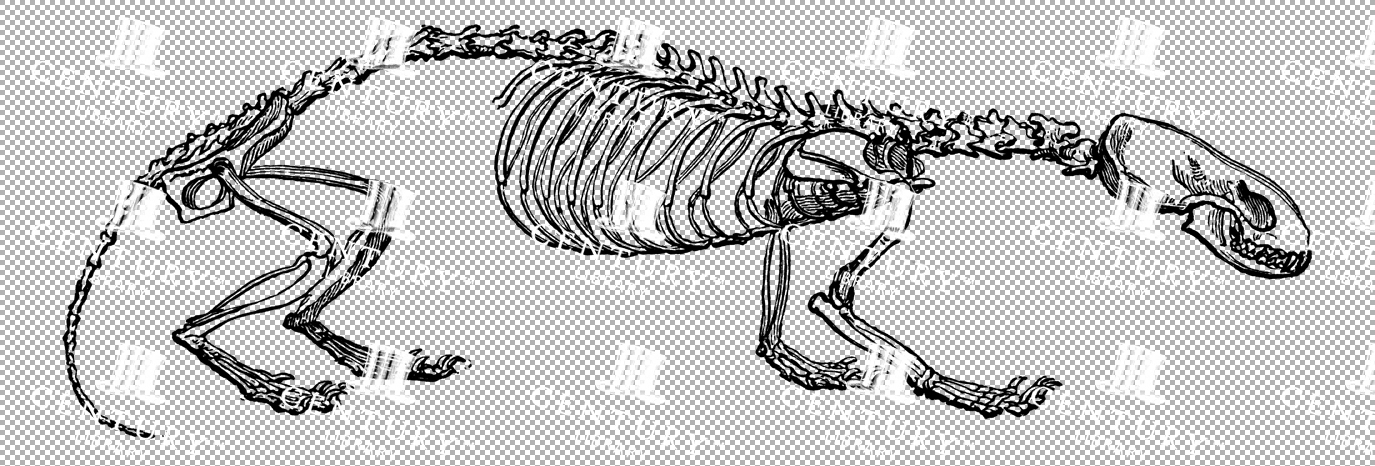 Vintage Illustration Of Weasel Skeleton With Elongated Body As Transparent Png