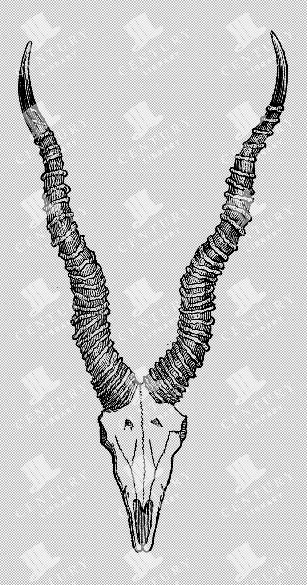 Vintage Engraving Of Black Buck Skull With Long Horns As Transparent Png