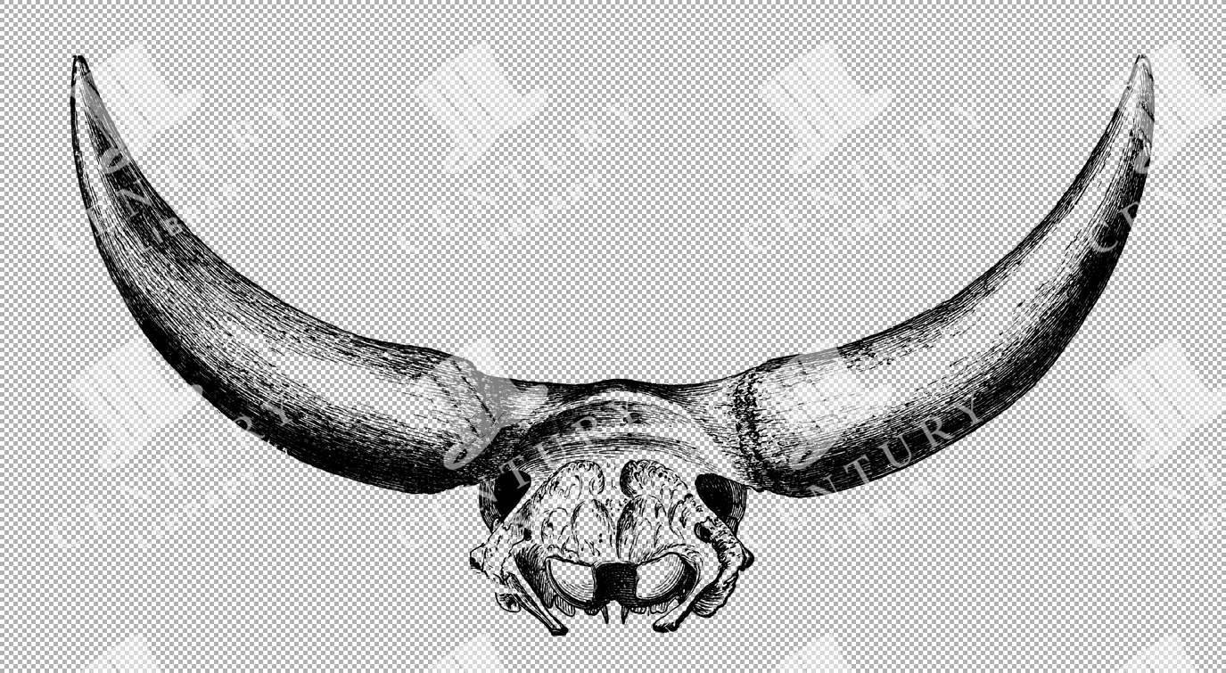 Line Art Illustration Of Ox Skull With Prominent Horns As Transparent Png
