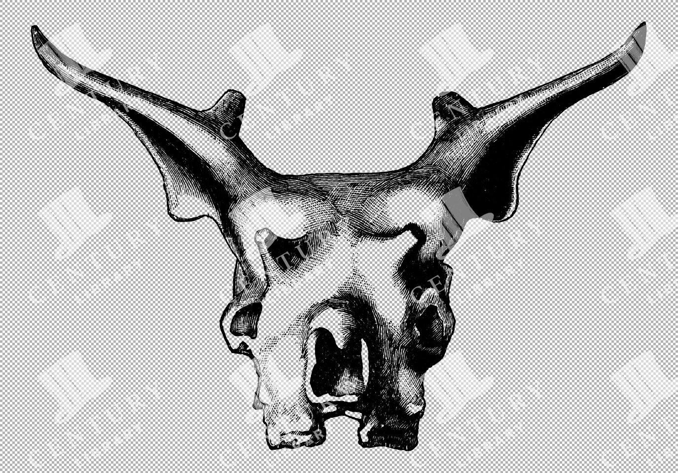 Antique Line Art Of A Sivathere Skull With Distinct Features