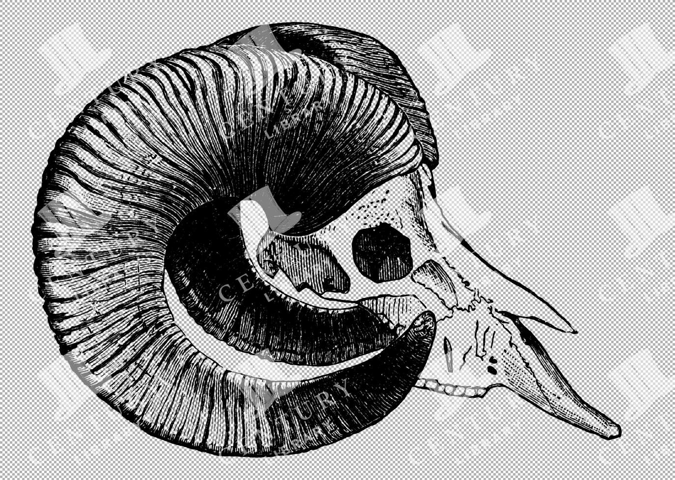 Side Profile Of Tibetan Argali Skull With Prominent Curling Horns