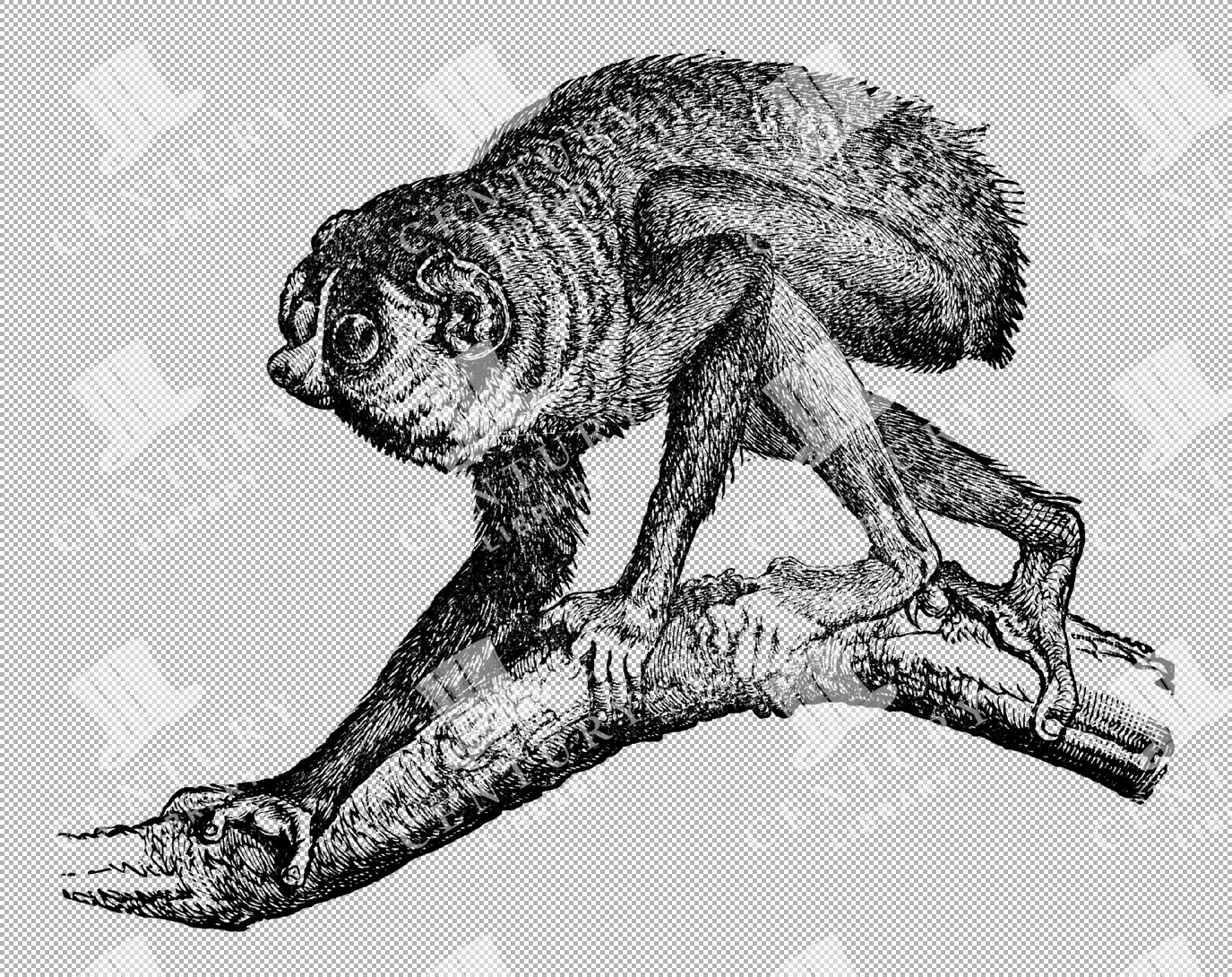 Slender Loris With Large Eyes Walking On A Branch Illustration