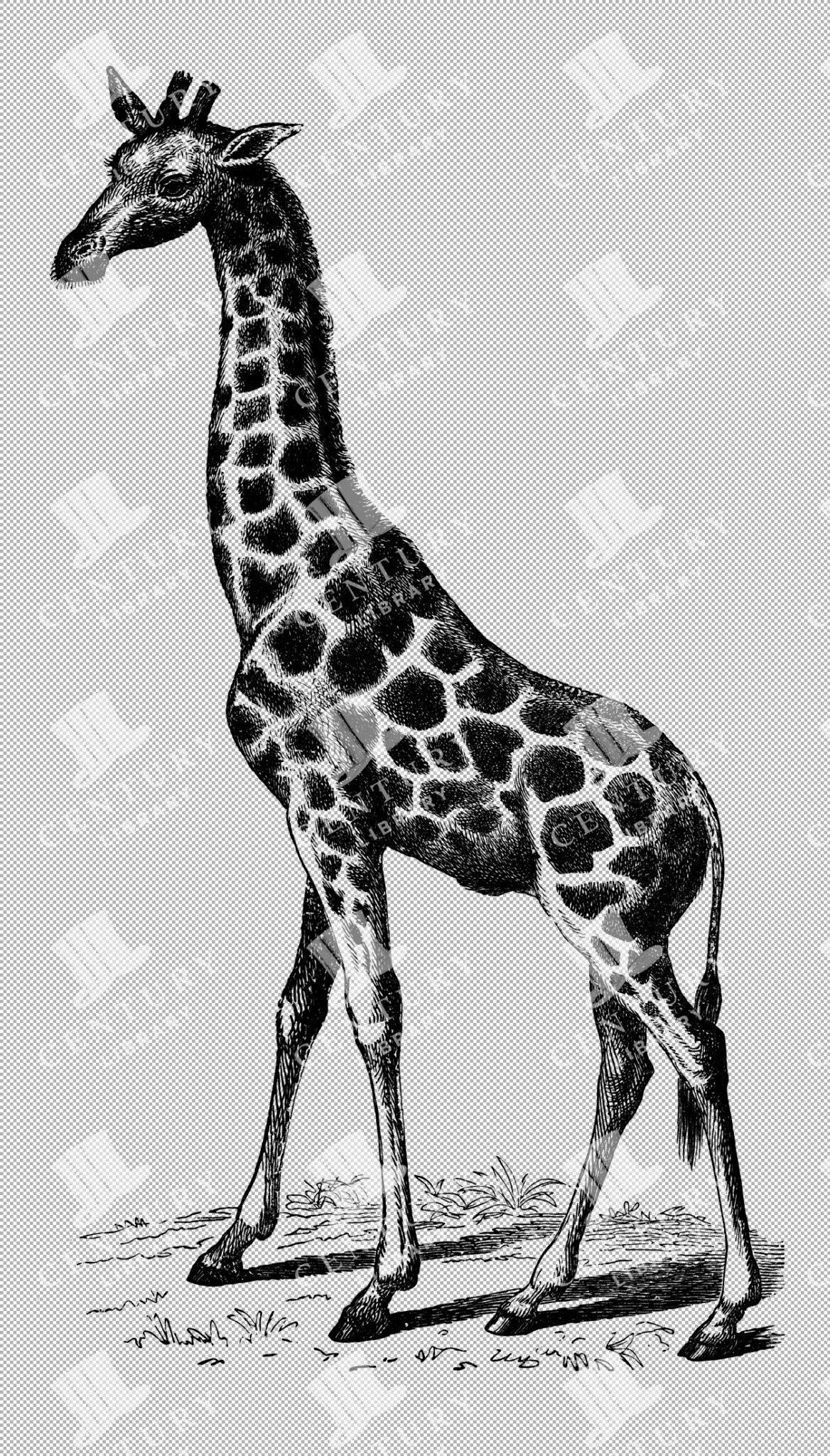 South African Giraffe Line Art Illustration In Majestic Pose