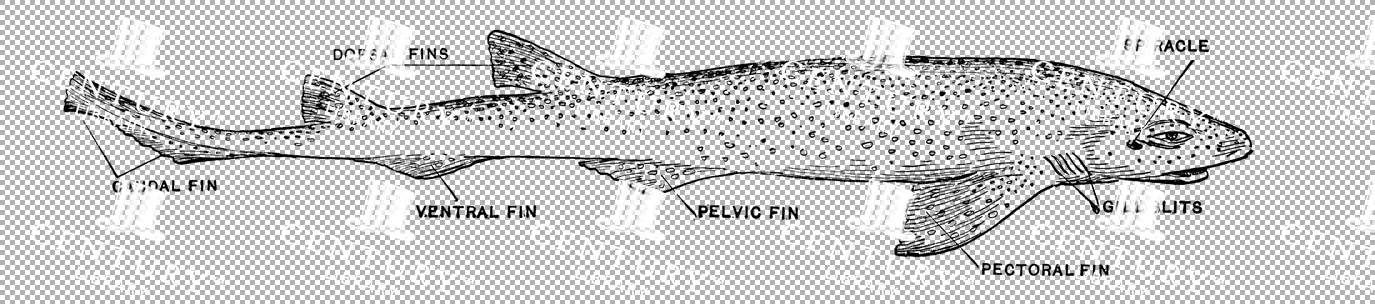 Spotted Dogfish Anatomy Illustration With Detailed Labels