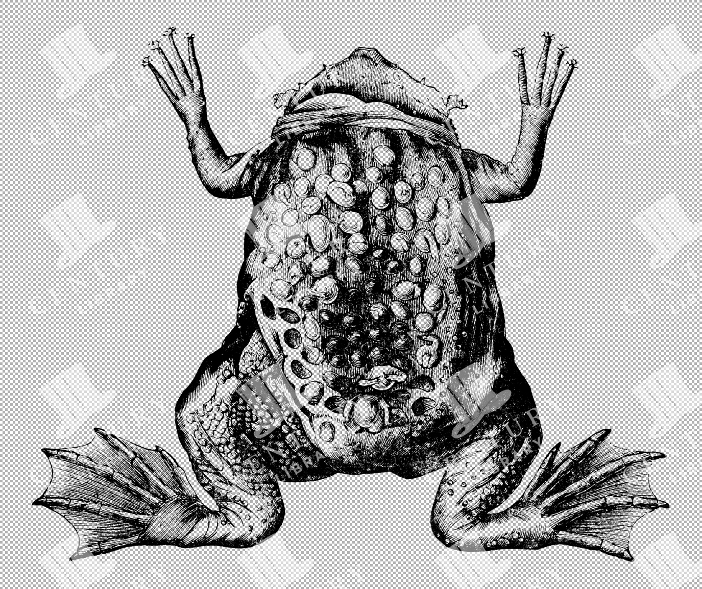 Isolated Surinam Toad Detailed Line Art Illustration