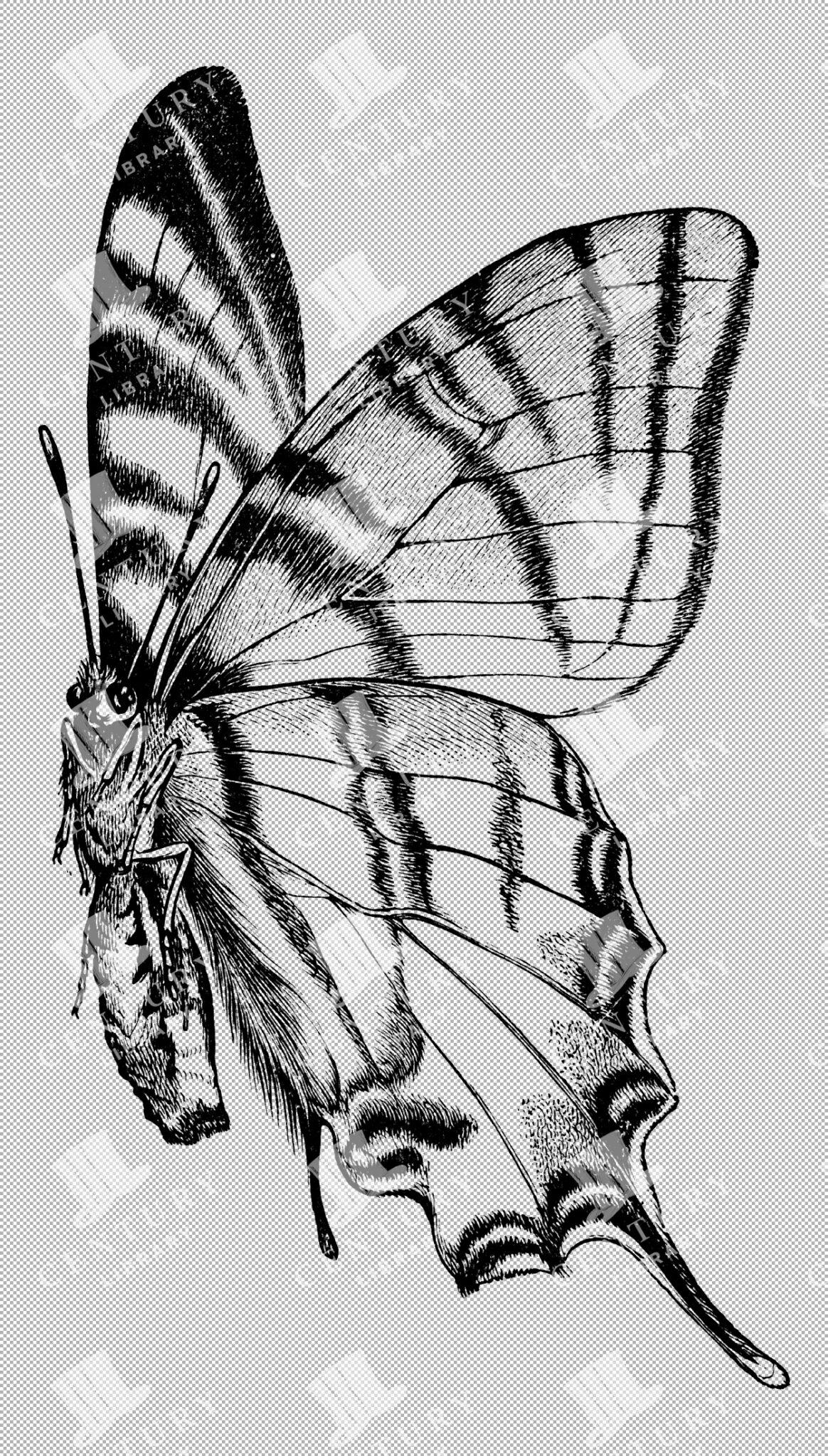 Swallowtail Butterfly Line Art Illustration In Png Format