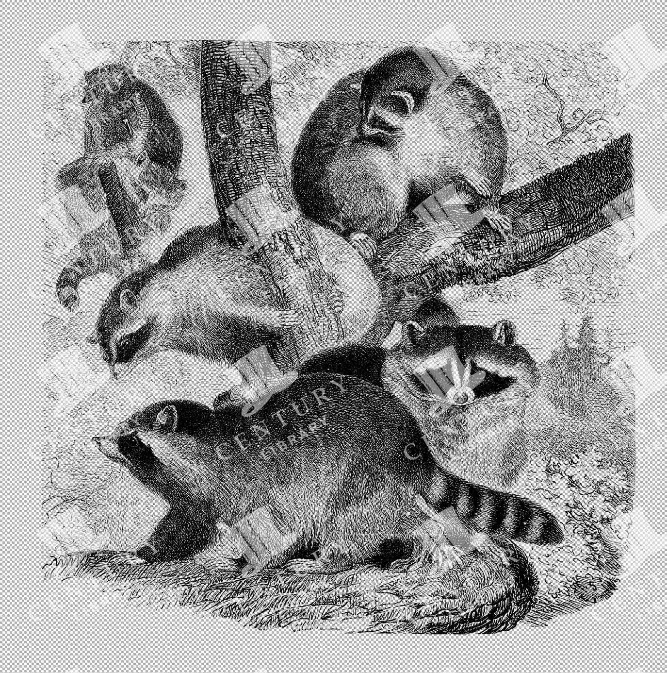 Pack Of Raccoons In Natural Setting Detailed Line Art