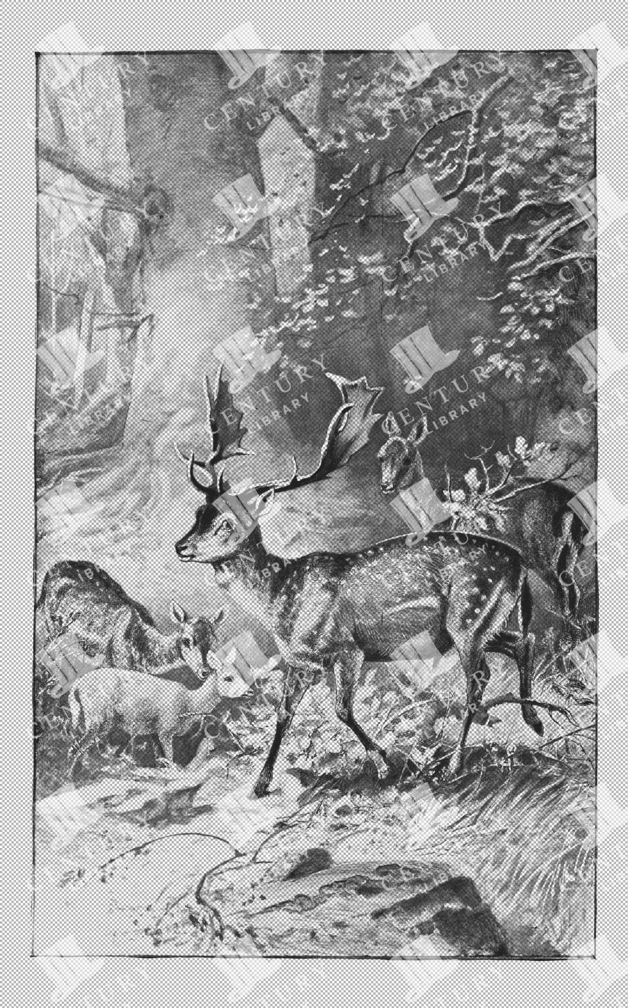 Fallow Deer In Natural Habitat With Companions Line Art