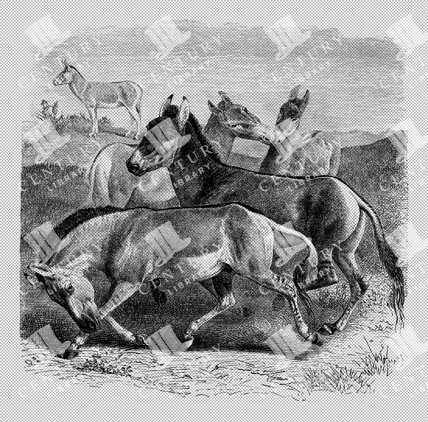 Tibetan Wild-asses Pack Detailed Illustration