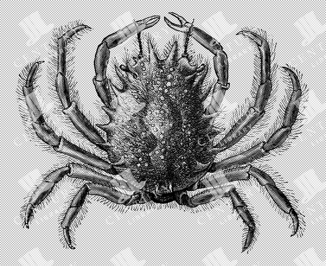 Thornback Crab Line Art In Png Format