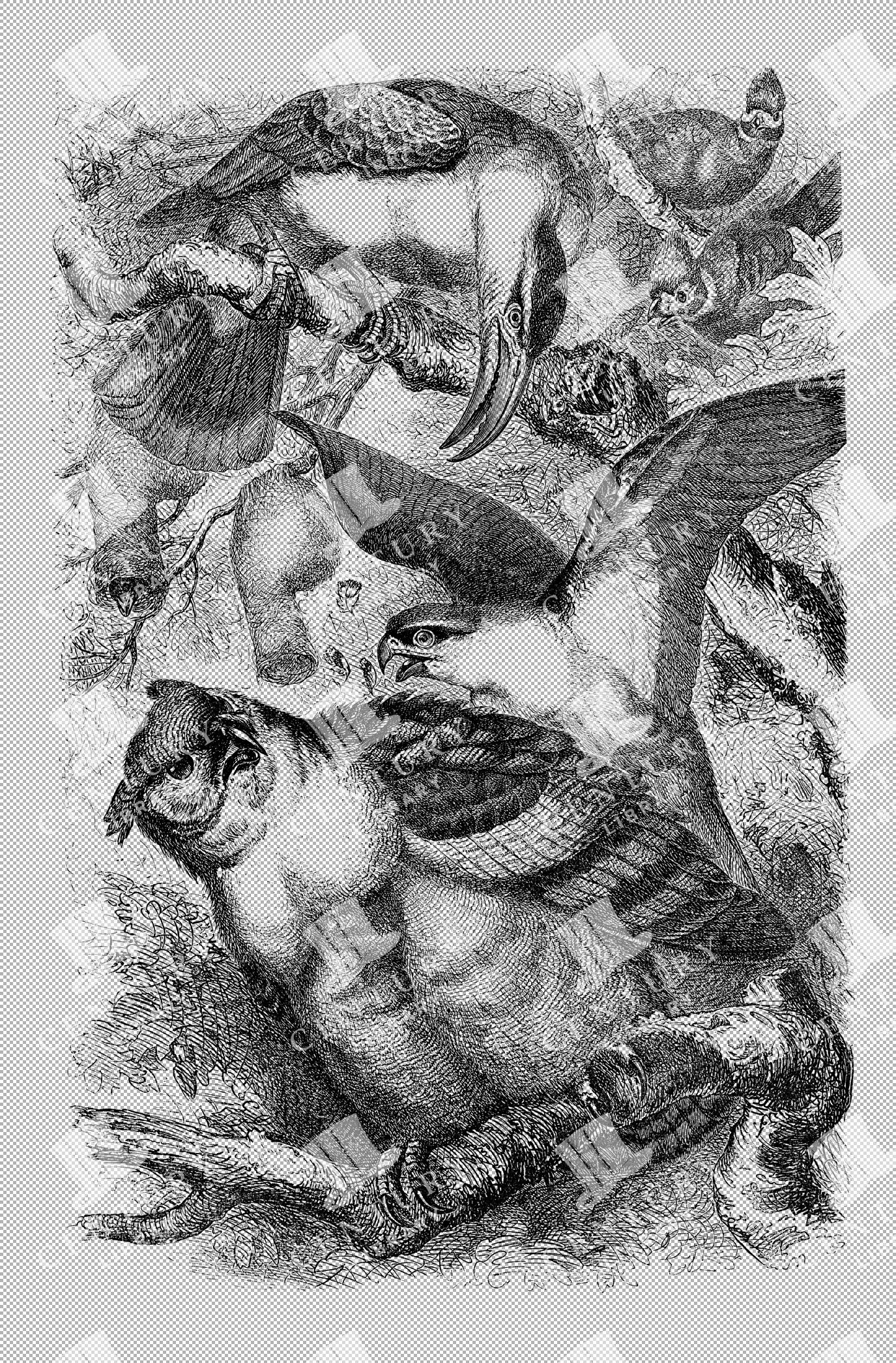 Bird Line Art Collection Eurasian Eagle-owl Hawk Toucan Parrots