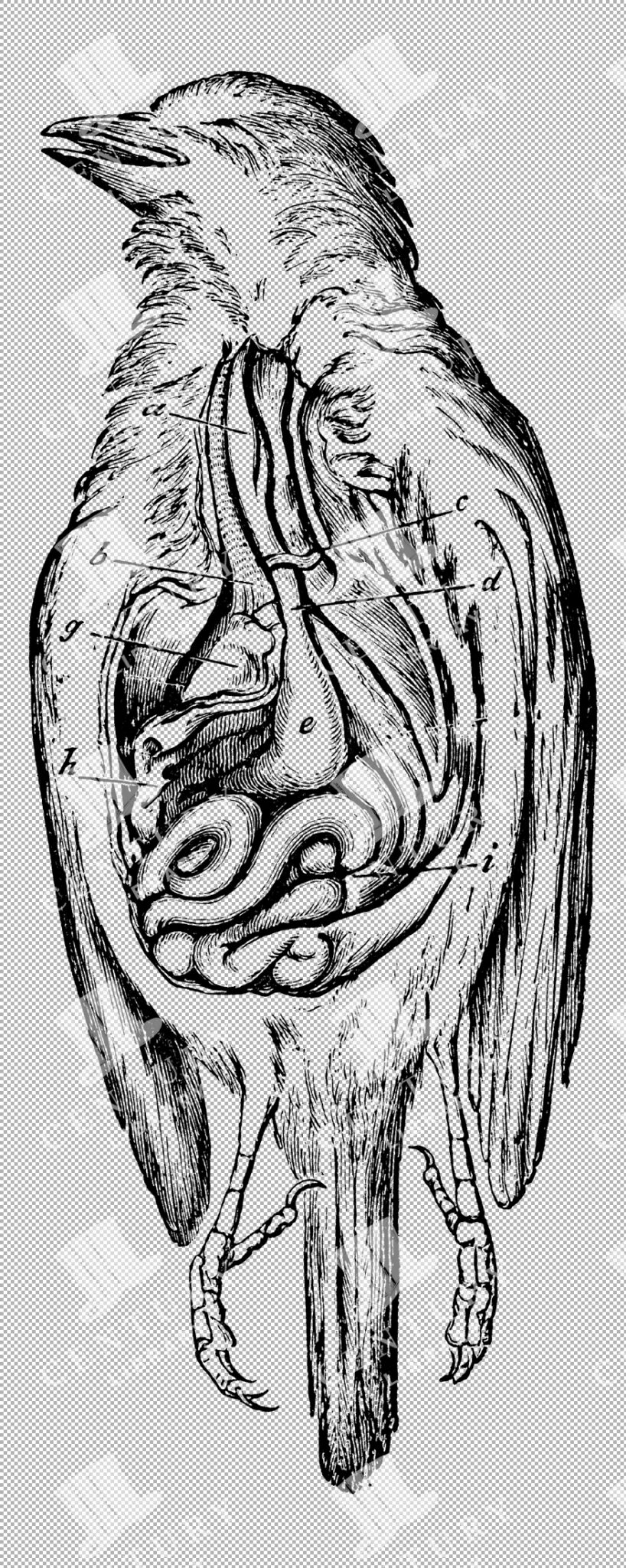 Scientific Line Art Of Viscera Of A Small Bird