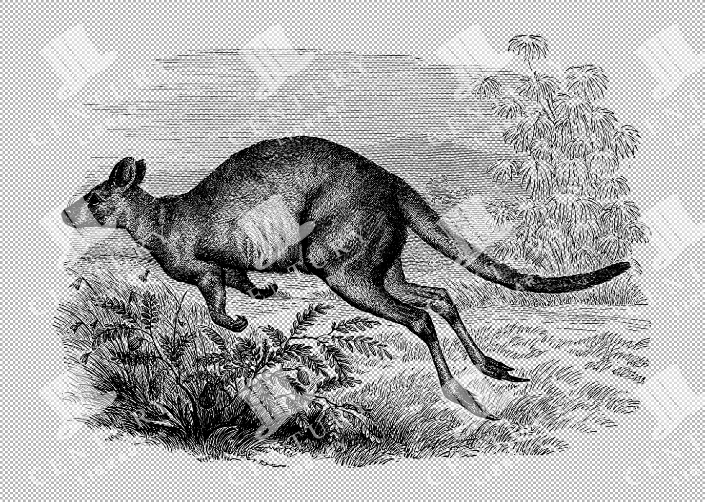 Wallaby Running In Detailed Line Art Illustration