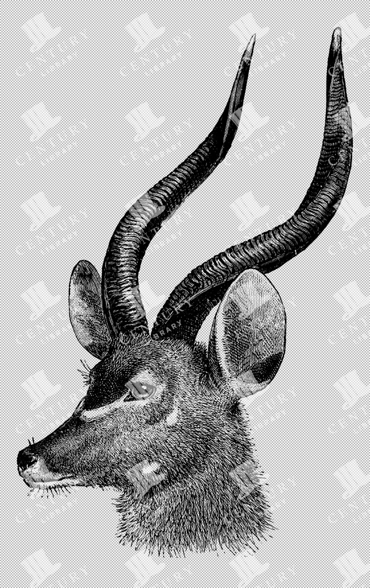 West African Harnessed Antelope Bust Isolated Line Art In Png