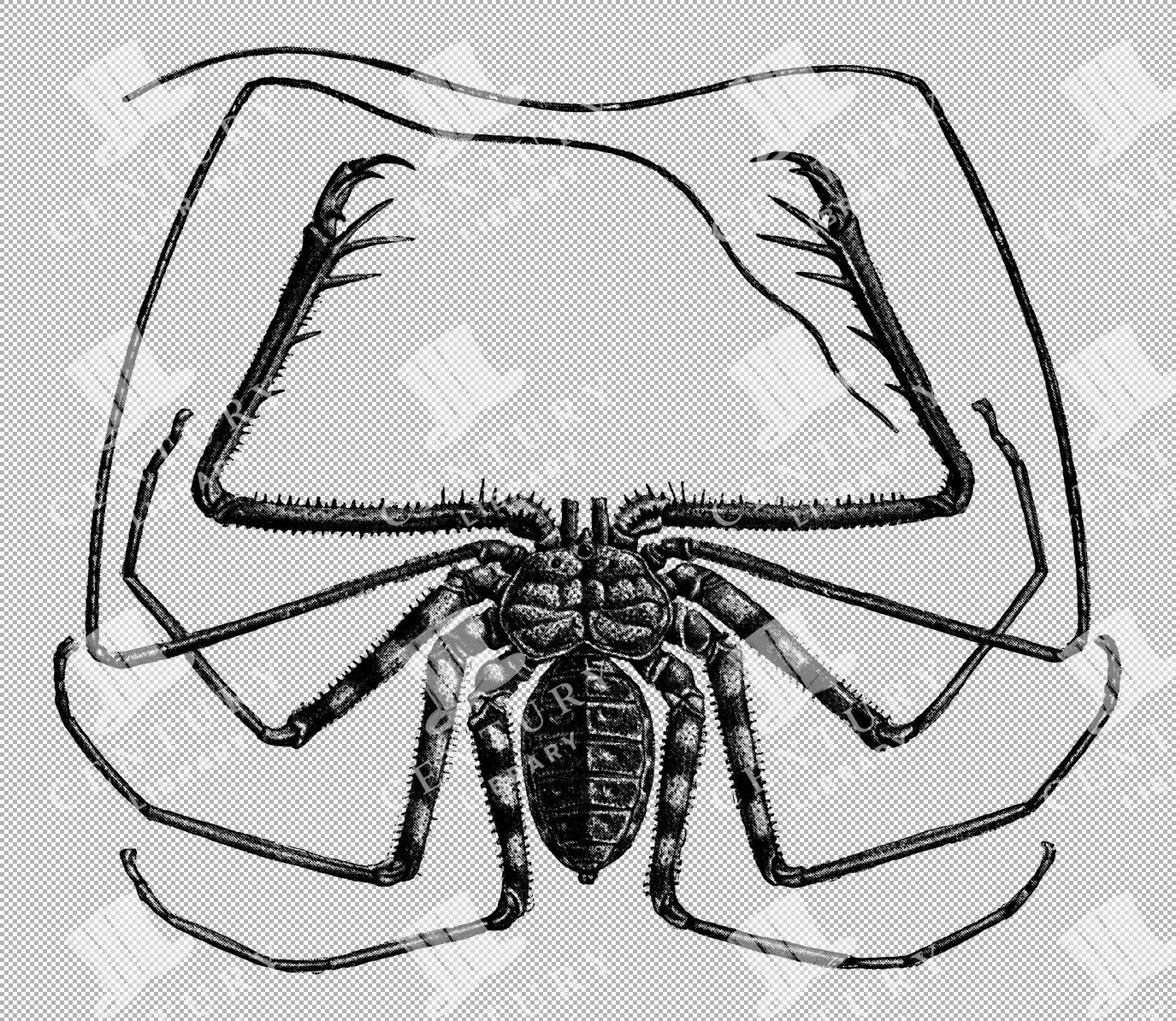 West African Tailless Whip-scorpion Detailed Line Art
