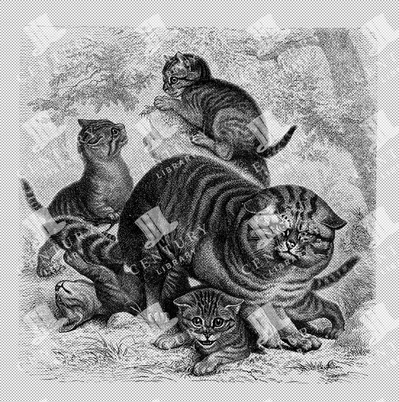 Wildcat Family With Kittens And Mother Line Art Illustration