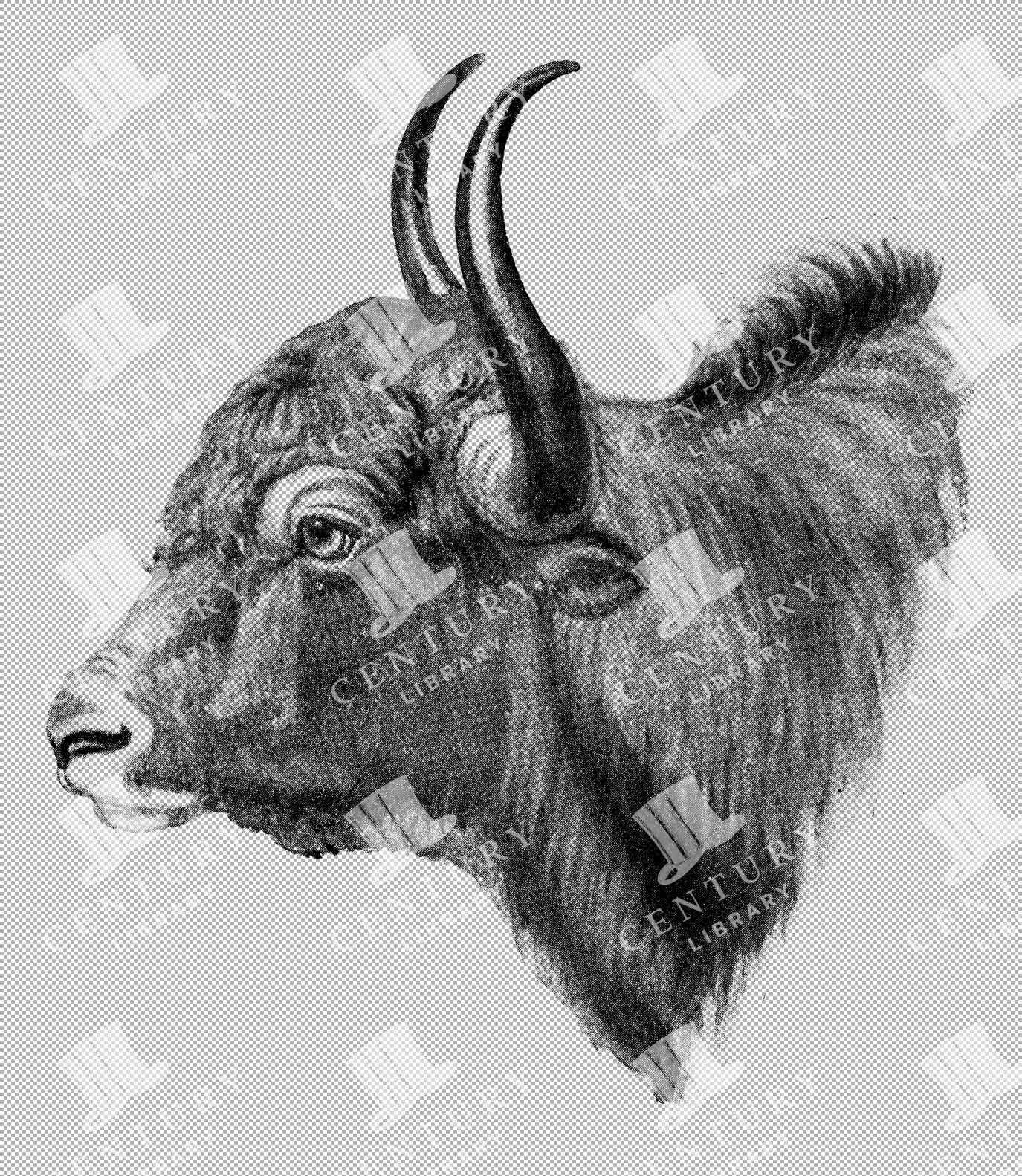 Yak Bust Side Profile With Prominent Horns Line Art