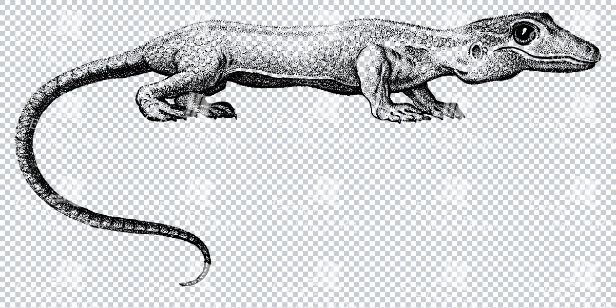 A Cute Vintage Illustration Of A Gecko Lizard