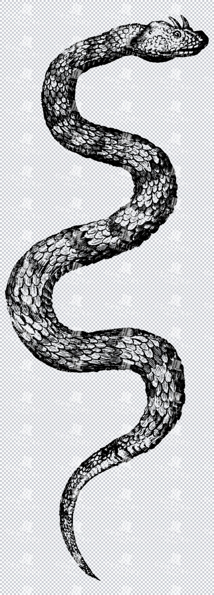 A Detailed Vintage Line Art Illustration Of A Horned Viper Snake