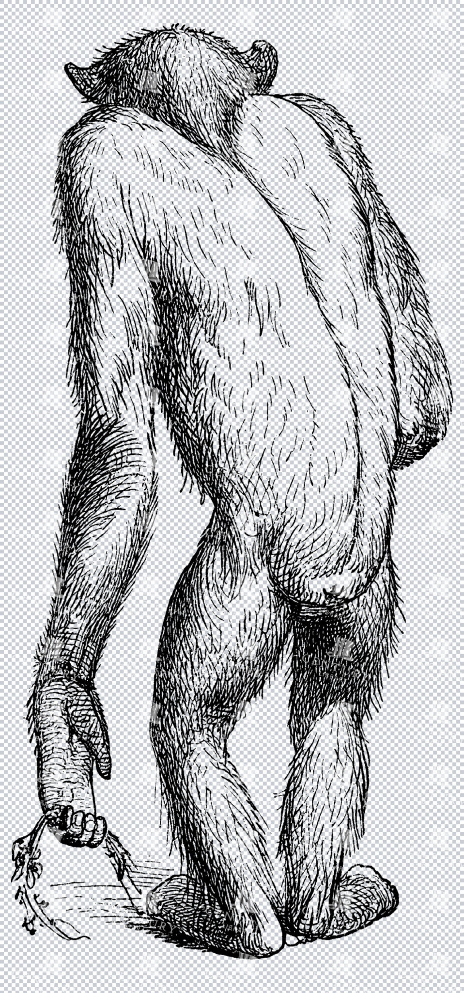 Back Of Chimpanzee Monkey Walking Away Isolated Illustration