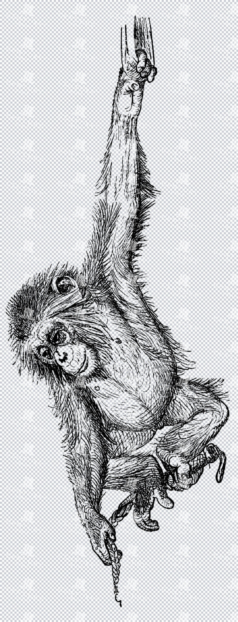 Chimpanzee Monkey Hanging On Rope Isolated Line Art Illustration