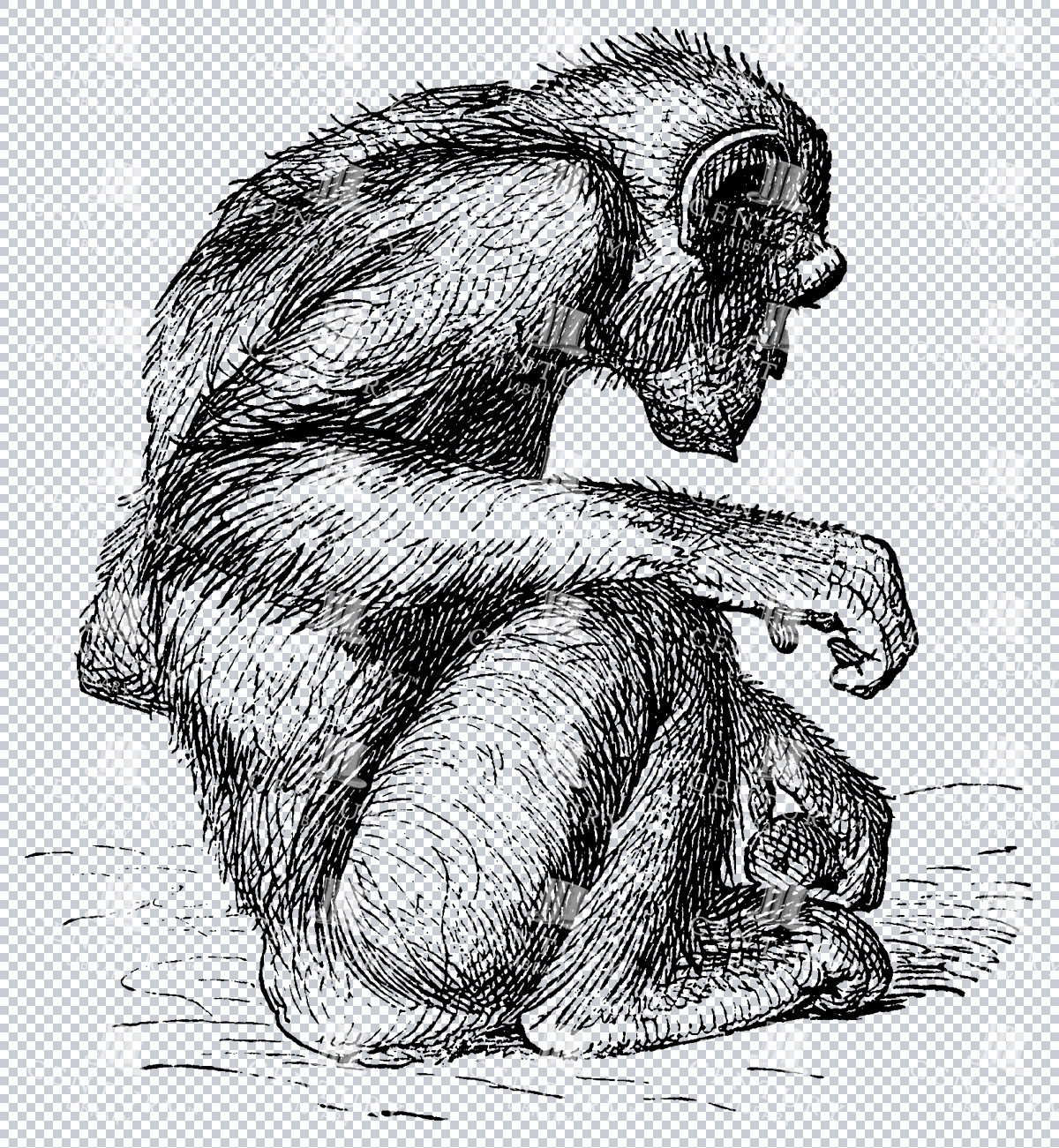 Chimpanzee Monkey Line Art Illustration Vintage Isolated