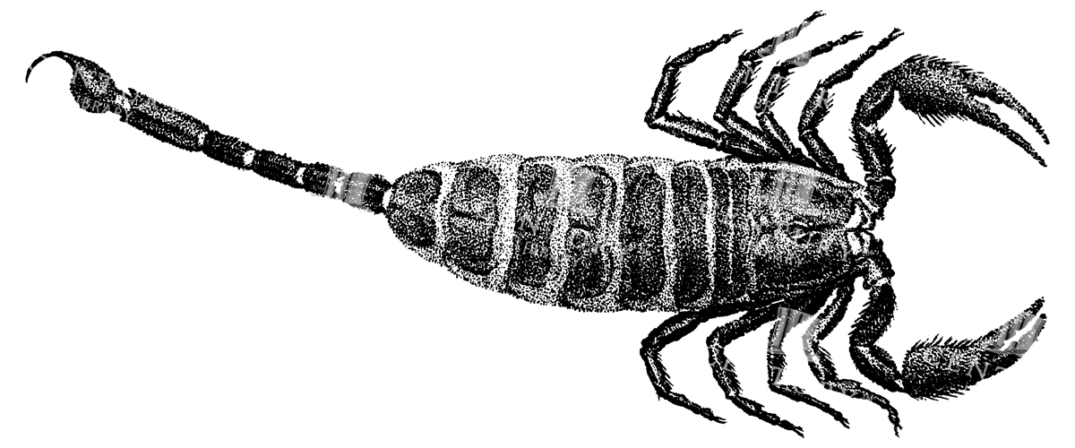 Detailed Stipple Vintage Illustration Of A Scorpion