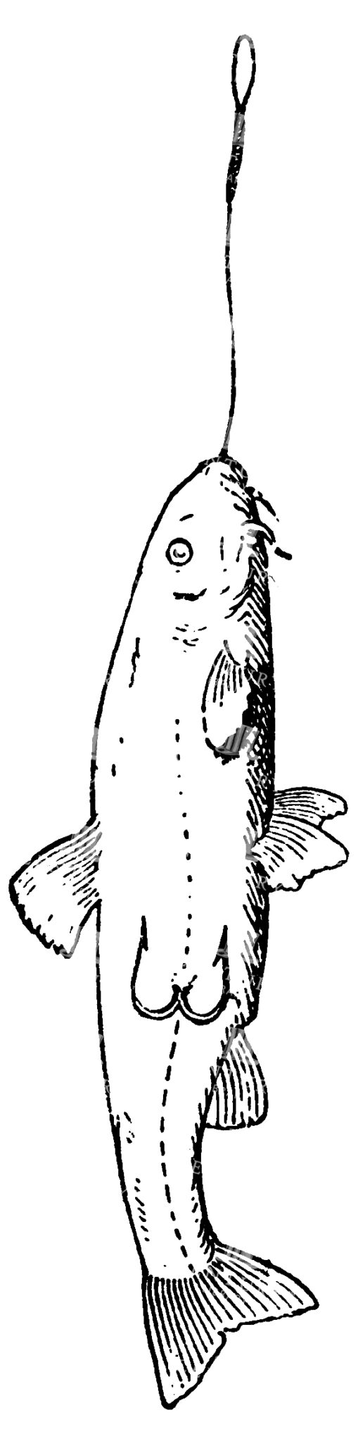 Fishing Line Art Illustration Of A Fish On End Of Hook