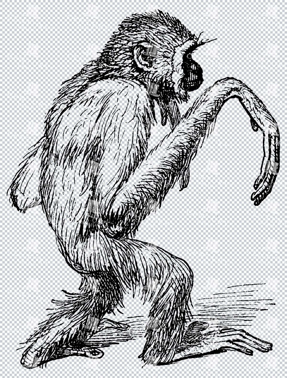 Hand Sketched Old Line Art Illustration Of A Monkey Gibbon Walking