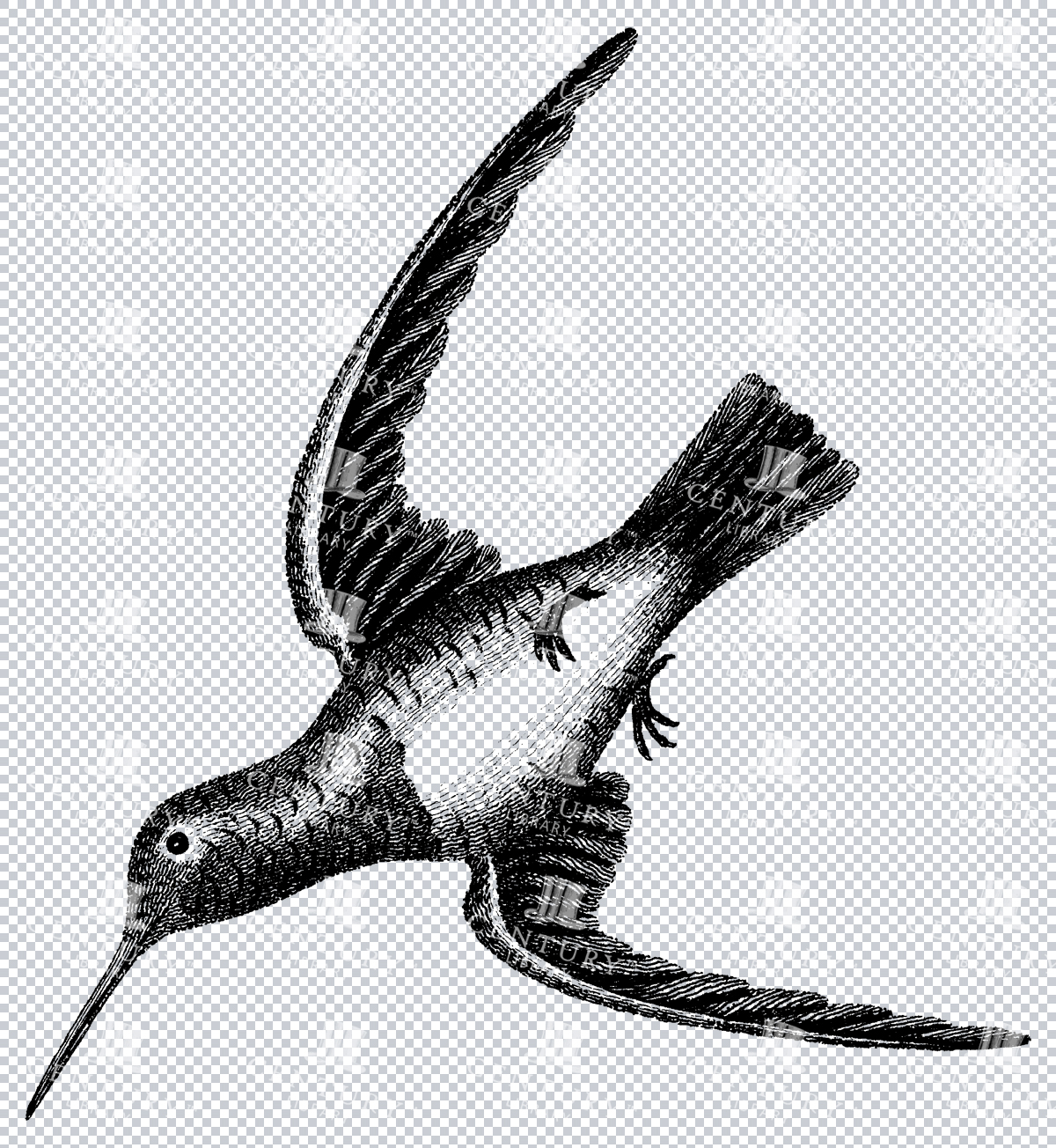 Hummingbird In Flight With Wings Spread Open Line Art Vintage Artwork