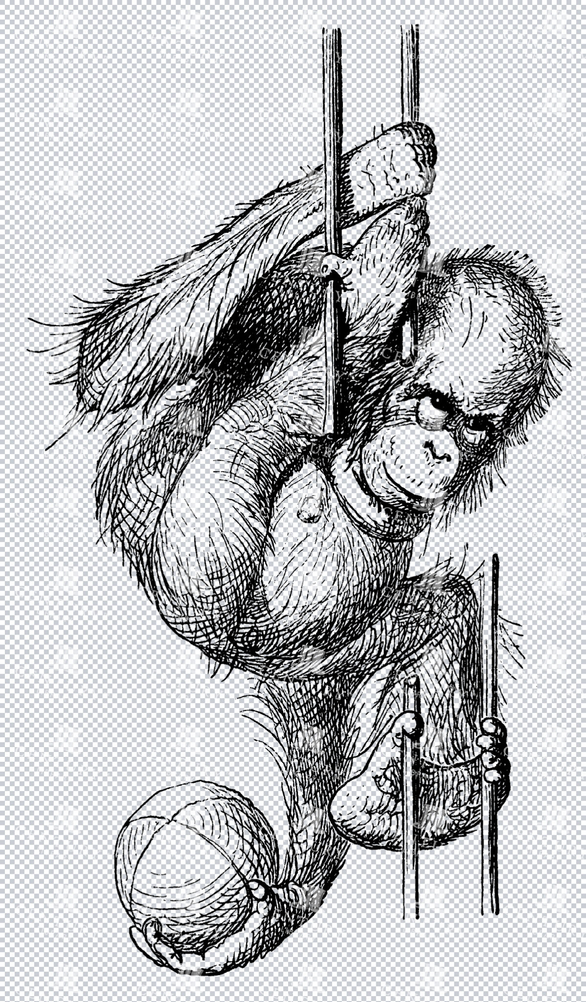 Isolated Line Art Sketch Of Monkey Holding Ball Orangutan Playing Png