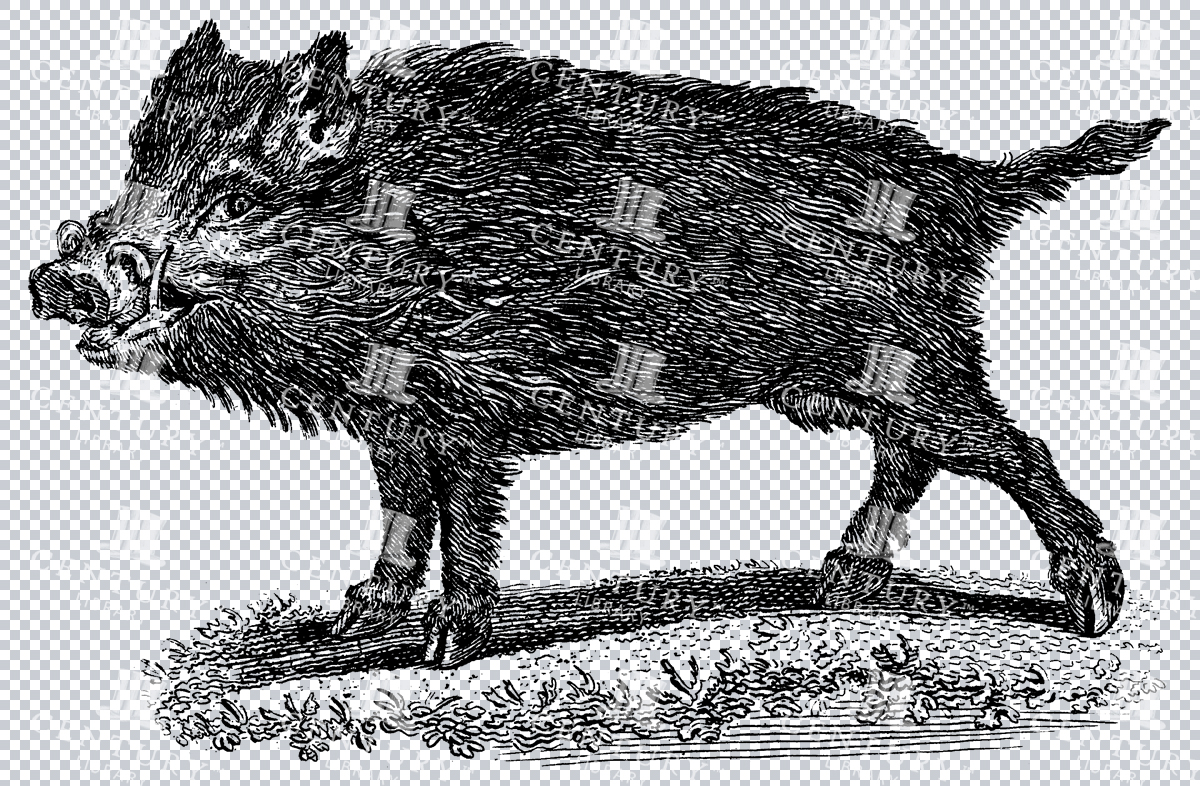 Isolated Wildlife Line Art Illustration Of A Warthog