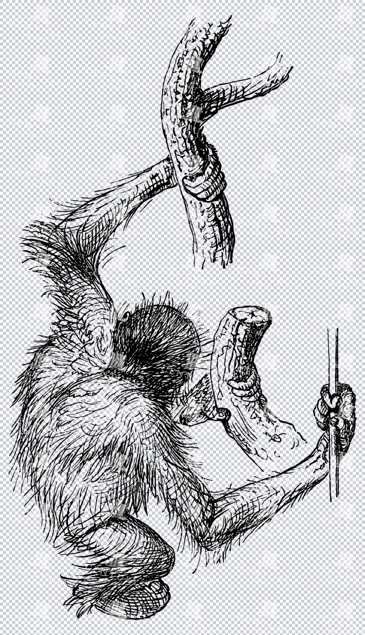 Line Art Isolated Sketch Of Back Of Orangutan Monkey Climbing Branches