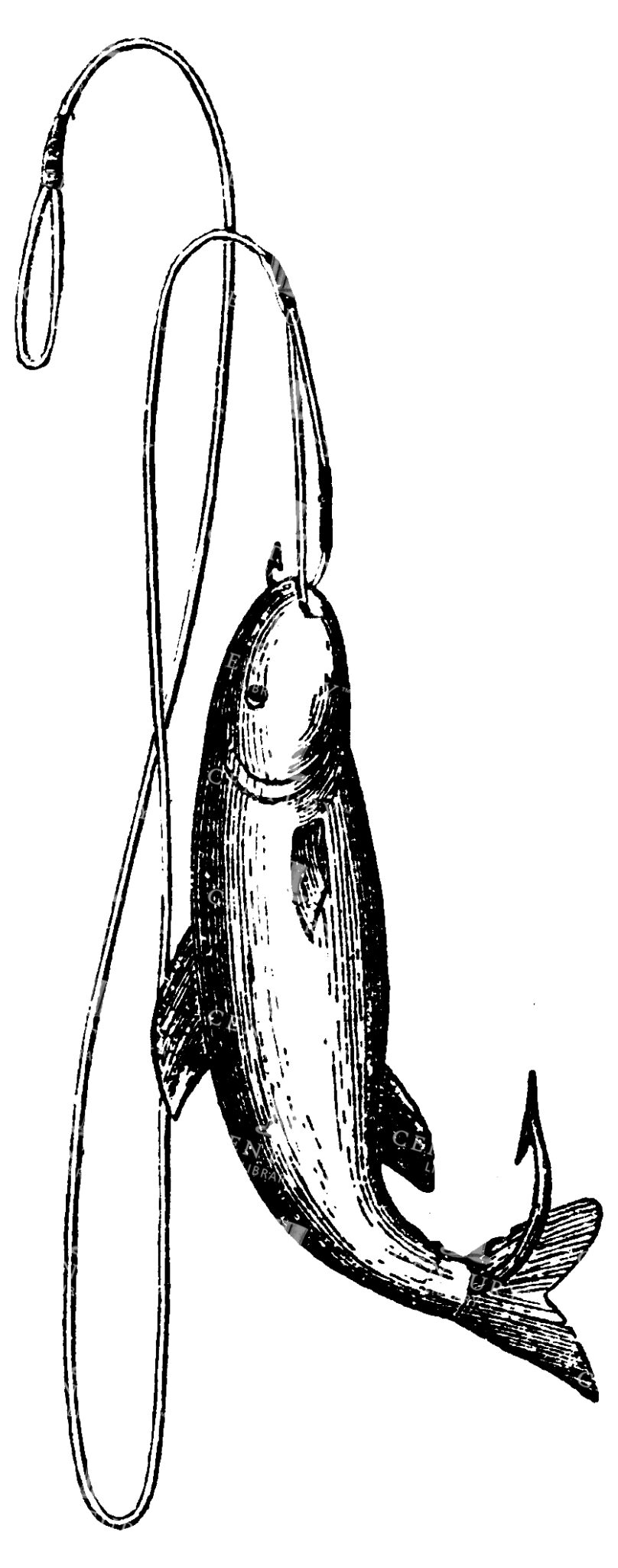 Live Bait On End Of Fisherman Hook And Line