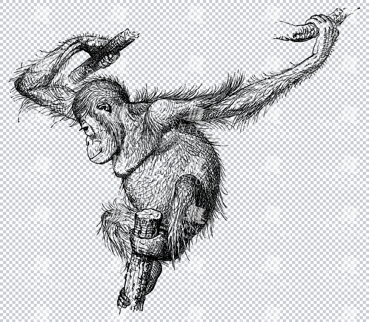 Transparent Png Line Art Illustration Of An Orangutan Hanging From Branches