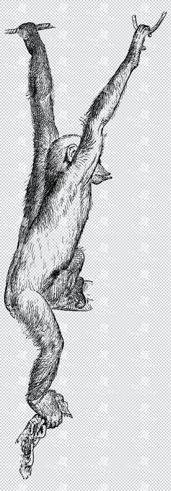 Vintage Chimpanzee Illustration Hanging On Rope Isolated Png