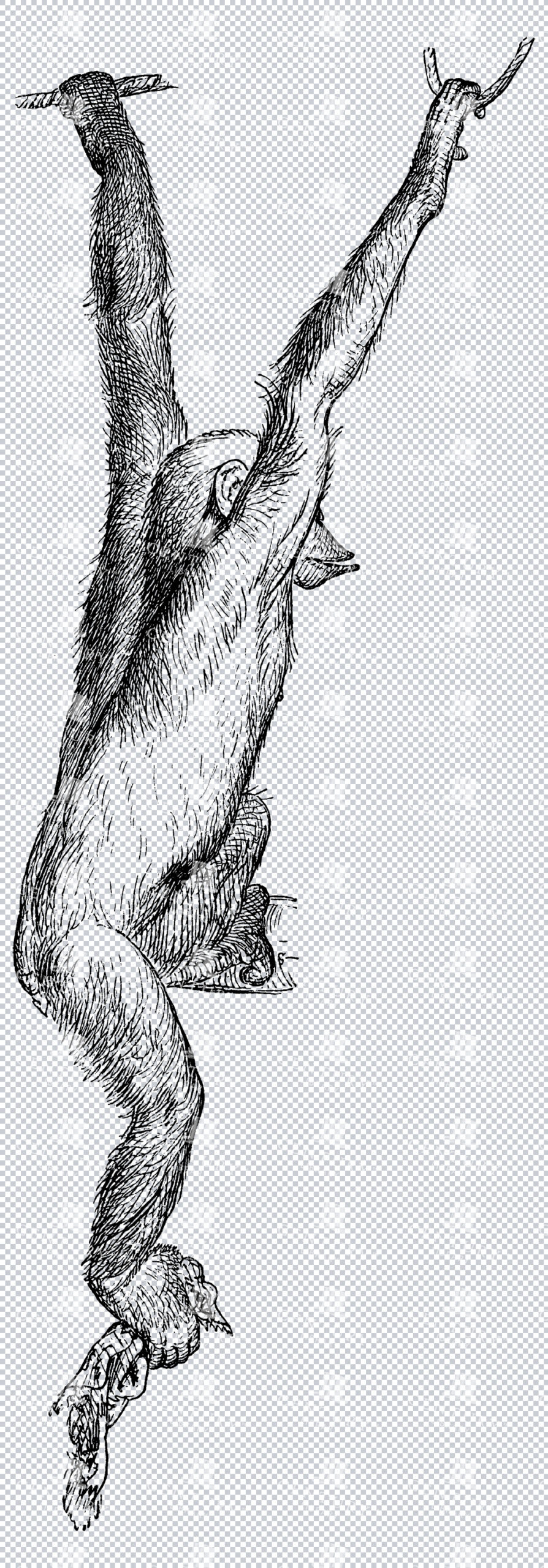 Vintage Chimpanzee Illustration Hanging On Rope Isolated Png