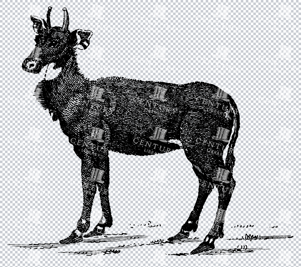 Vintage Illustration Of A Nyl Ghau Isolated From Background