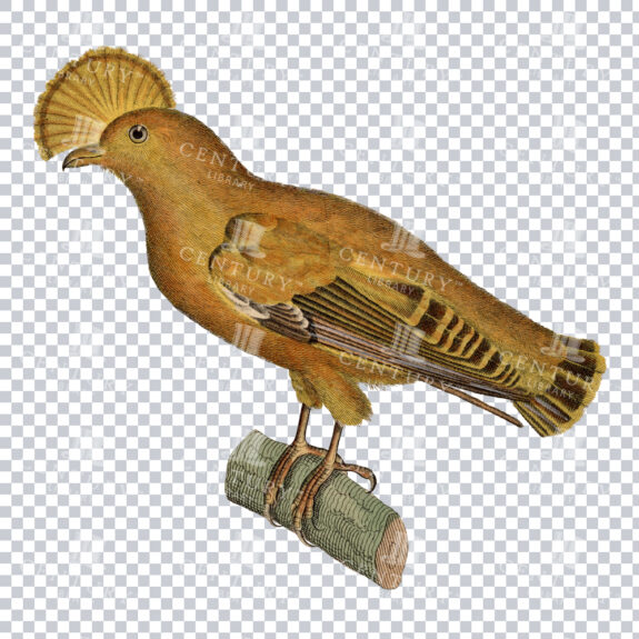 Vintage PNG Bird Illustration of an Andrean-Cock-of-the-Rock