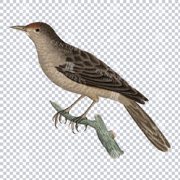 Restored Colored PNG Bird Illustration of a Brown Bird perched on a branch