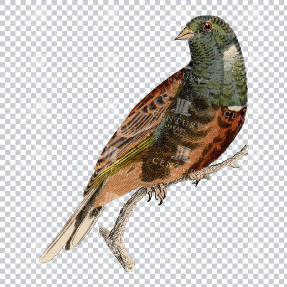 PNG Color Image of an Orange-Brown