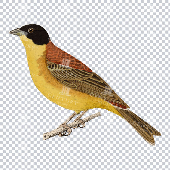 PNG Restoration of a Bird with a Black Head