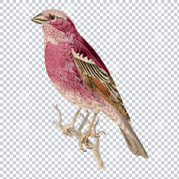 Beautiful Vintage Illustration of a Pink Bird perched on a Branch