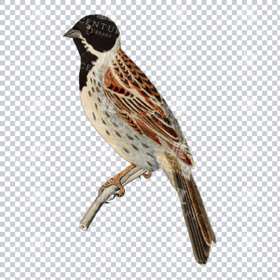 Colour PNG Illustration of a Black
