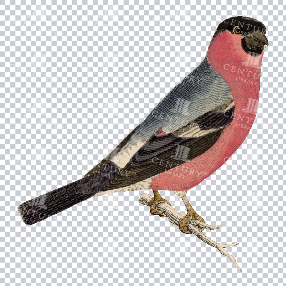 Stunning PNG Restoration of a Pink Chested Bird